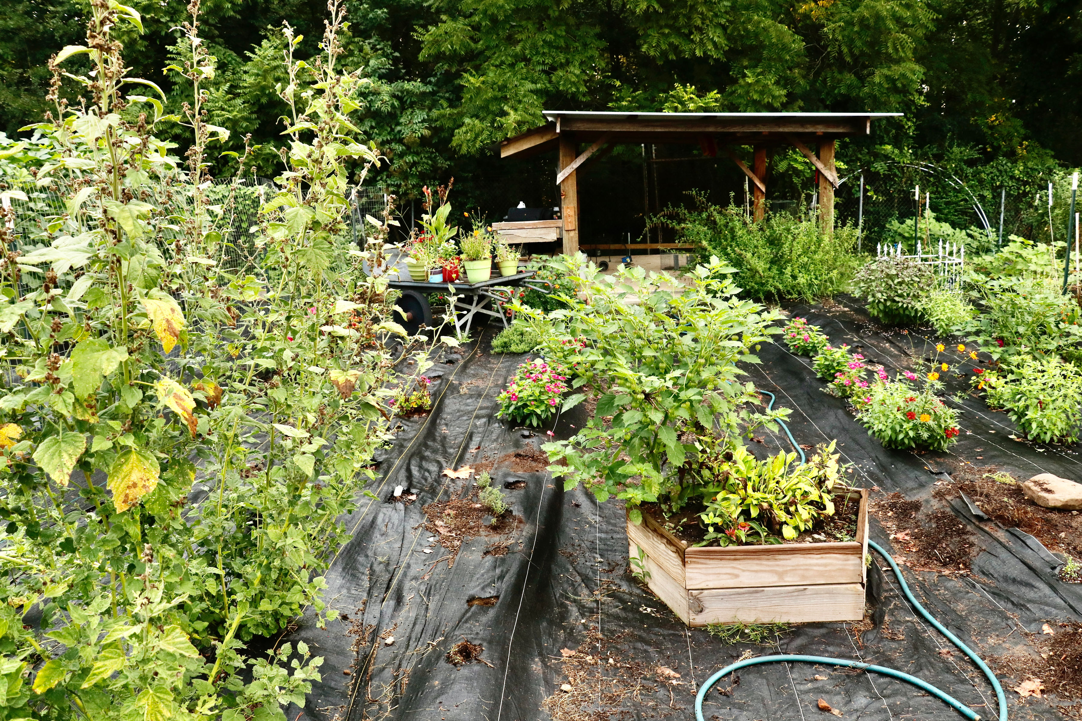 Urbana-Farmstead-farm.jpeg